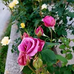 Prázdninový dům Sarajevo Flower Garden *