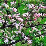 Sarajevo Flower Garden * Vogošća
