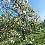 Prázdninový dům Sarajevo Flower Garden