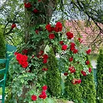 Sarajevo Flower Garden Prázdninový dům