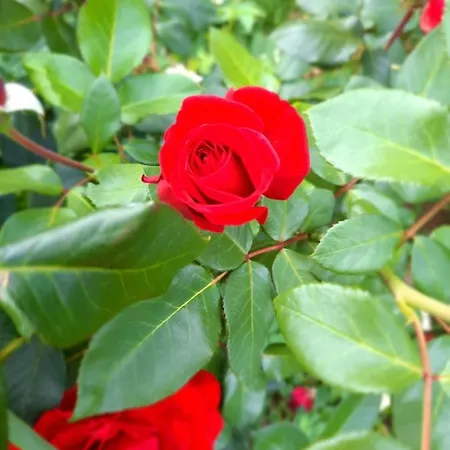 Sarajevo Flower Garden Prázdninový dům