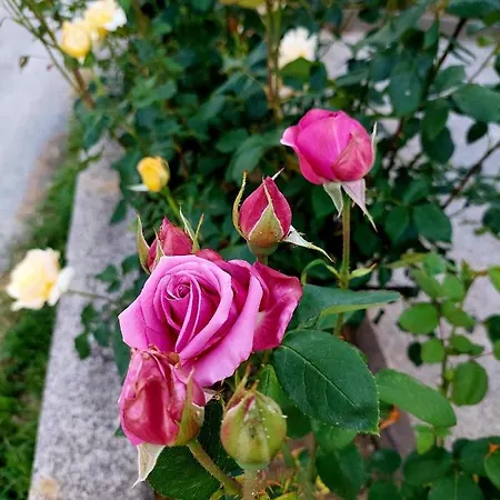 Prázdninový dům Sarajevo Flower Garden *