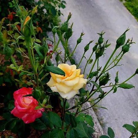 Prázdninový dům Sarajevo Flower Garden