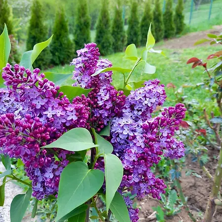 Sarajevo Flower Garden