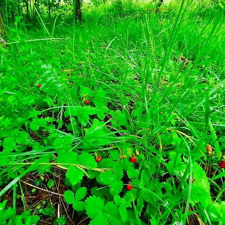 Sarajevo Flower Garden Prázdninový dům Vogošća