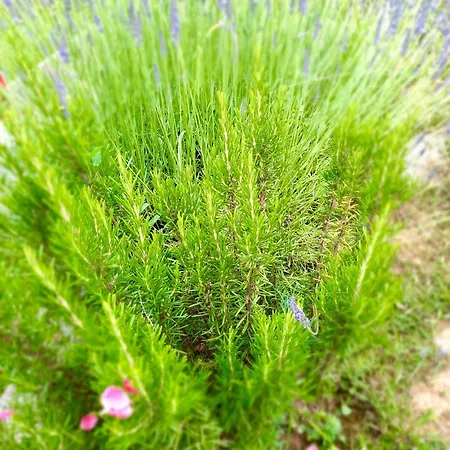 Sarajevo Flower Garden Vogošća