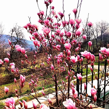 Sarajevo Flower Garden - Entire House & Private Garden בית נופש
