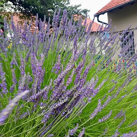 Prázdninový dům Sarajevo Flower Garden *