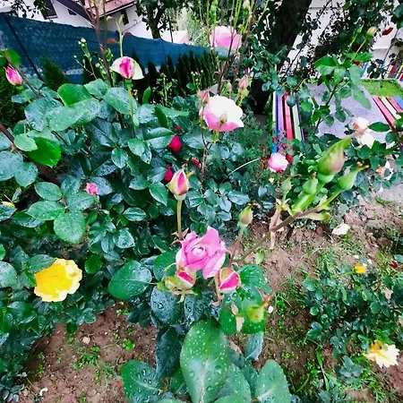 Sarajevo Flower Garden - Entire House & Private Garden בית נופש