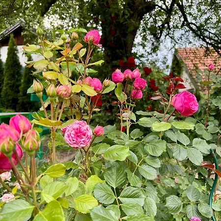 Sarajevo Flower Garden - Entire House & Private Garden בית נופש Vogošća
