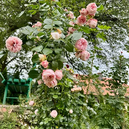Sarajevo Flower Garden - Entire House & Private Garden בית נופש Vogošća
