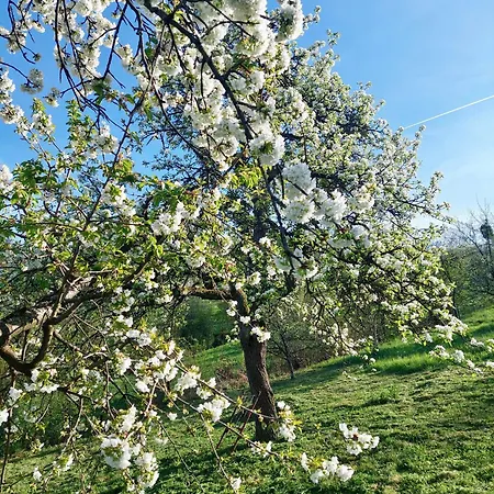 בית נופש Sarajevo Flower Garden - Entire House & Private Garden