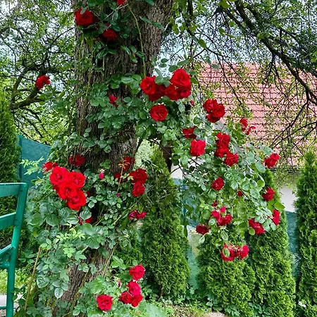 Sarajevo Flower Garden - Entire House & Private Garden בית נופש