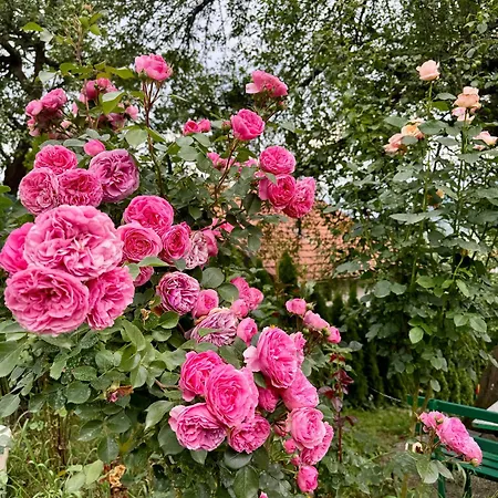 Sarajevo Flower Garden - Entire House & Private Garden בית נופש Vogošća